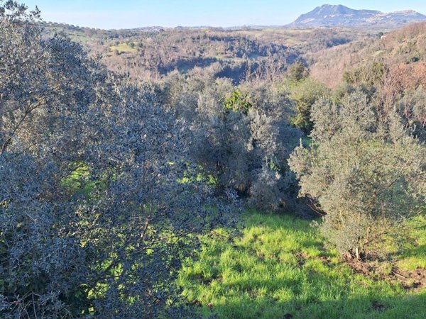 terreno agricolo in vendita a Morlupo