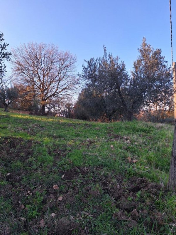 terreno agricolo in vendita a Morlupo