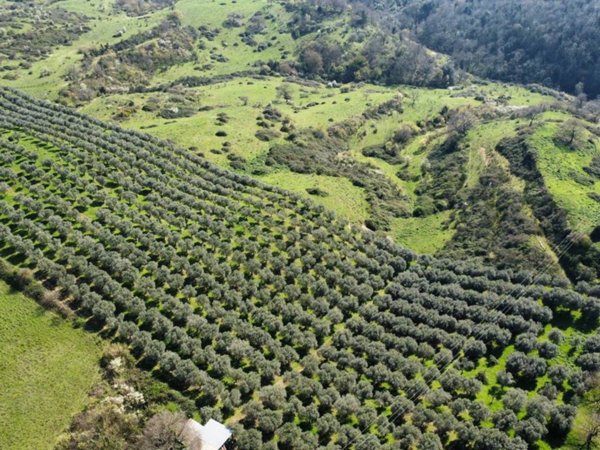 terreno agricolo in vendita a Morlupo
