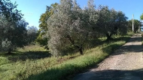 terreno agricolo in vendita a Morlupo