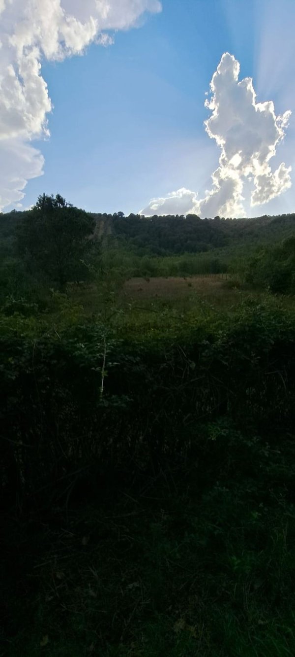 terreno agricolo in vendita a Morlupo