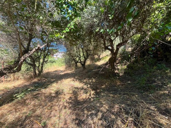 terreno agricolo in vendita a Morlupo