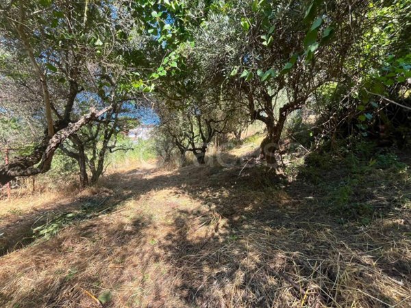 terreno agricolo in vendita a Morlupo