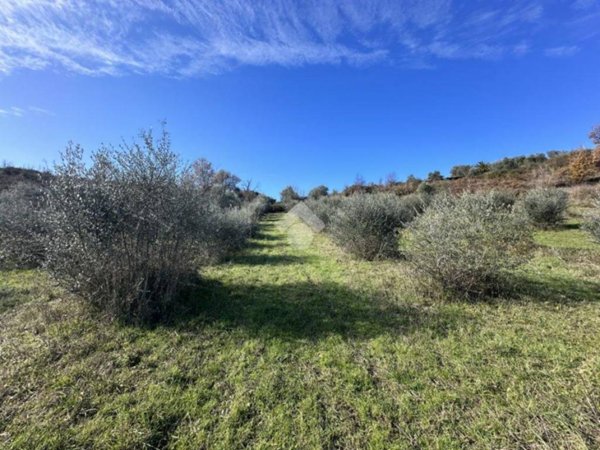 terreno agricolo in vendita a Morlupo