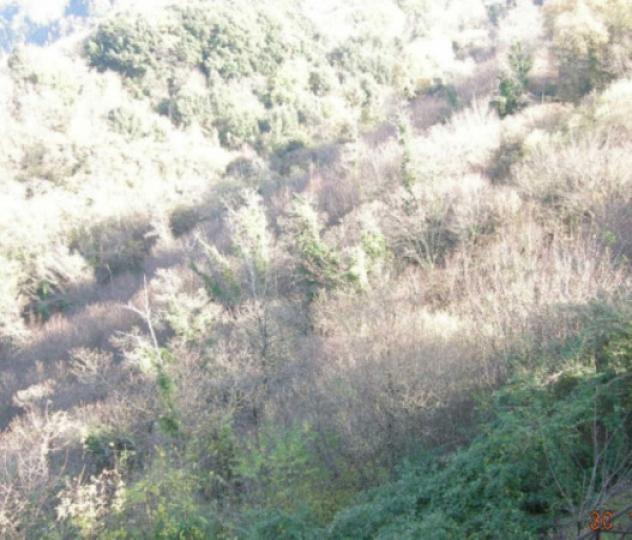 terreno agricolo in vendita a Nemi