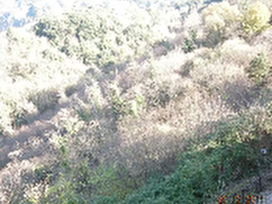 terreno agricolo in vendita a Nemi