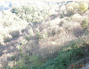 terreno agricolo in vendita a Nemi