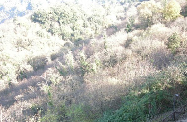 terreno agricolo in vendita a Nemi