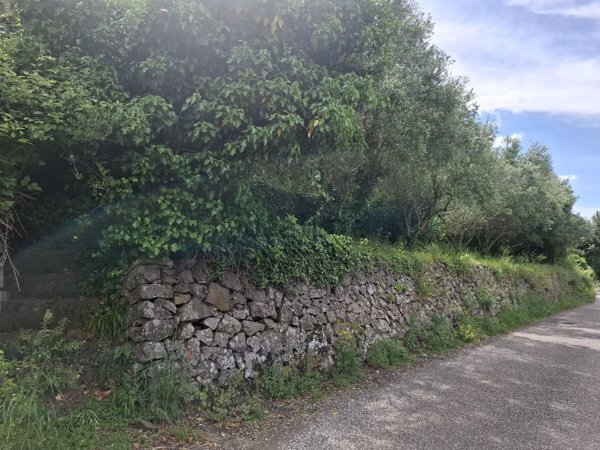 terreno agricolo in vendita a Nemi