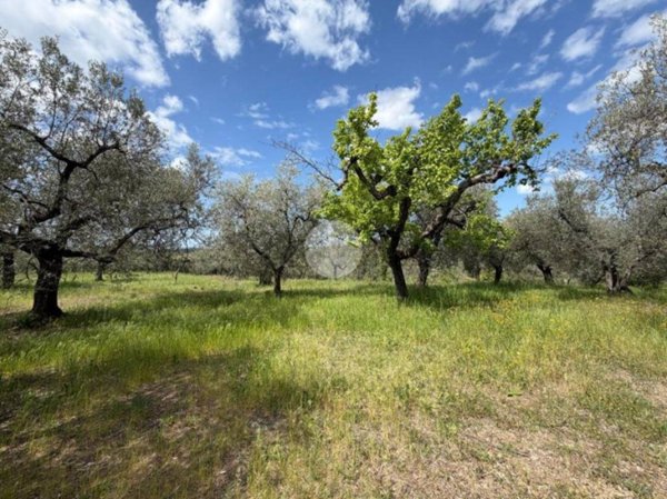 terreno agricolo in vendita a Nerola in zona Acquaviva