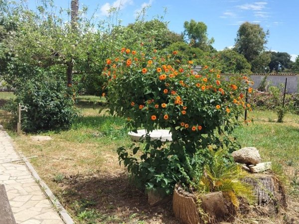 appartamento in vendita a Nettuno