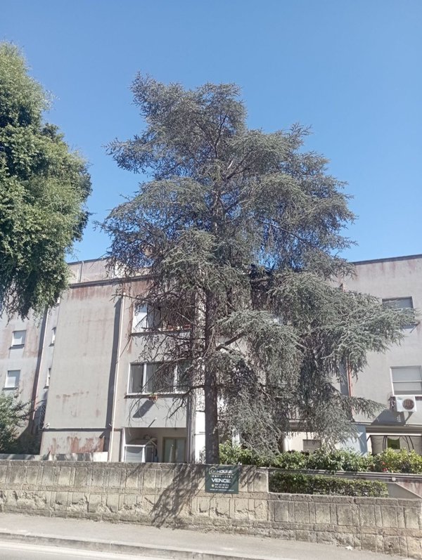 appartamento in vendita a Nettuno