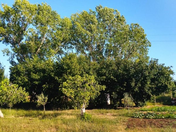 terreno agricolo in vendita a Nettuno