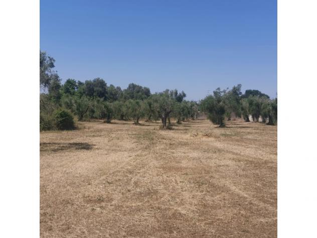 terreno agricolo in vendita a Nettuno