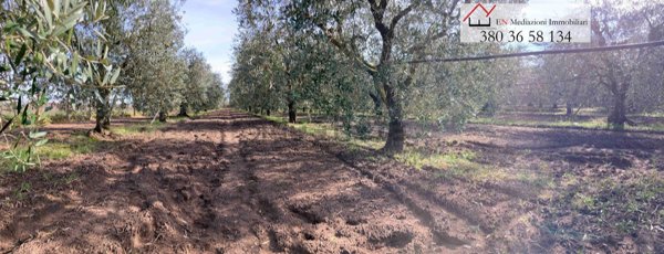 terreno edificabile in vendita a Nettuno