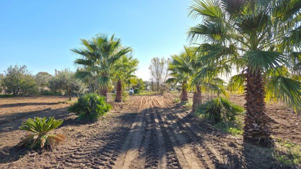 locale commerciale in vendita a Nettuno