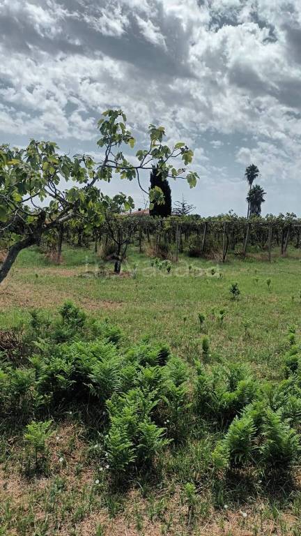 terreno agricolo in vendita a Nettuno