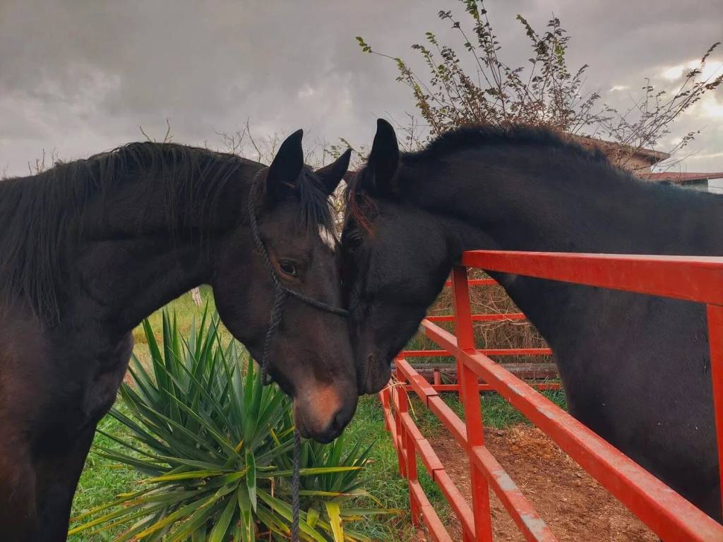 casa indipendente in vendita a Nettuno