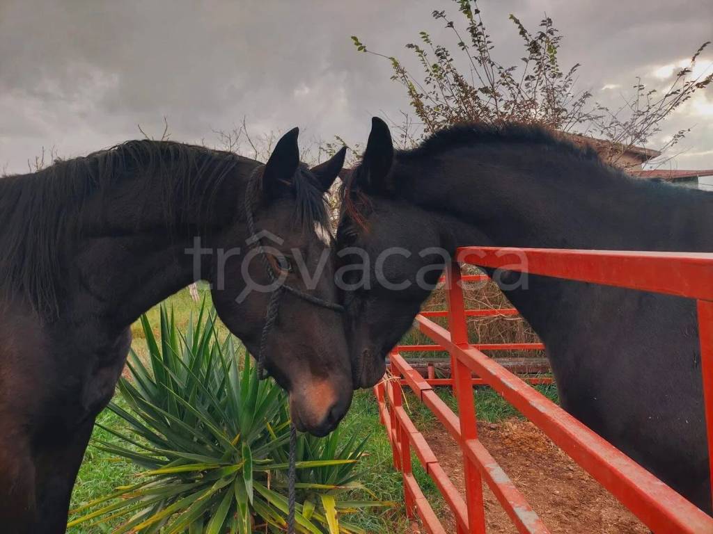 casa indipendente in vendita a Nettuno