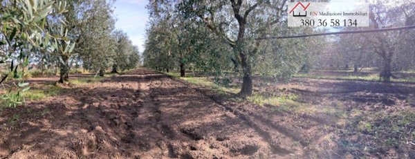 terreno agricolo in vendita a Nettuno