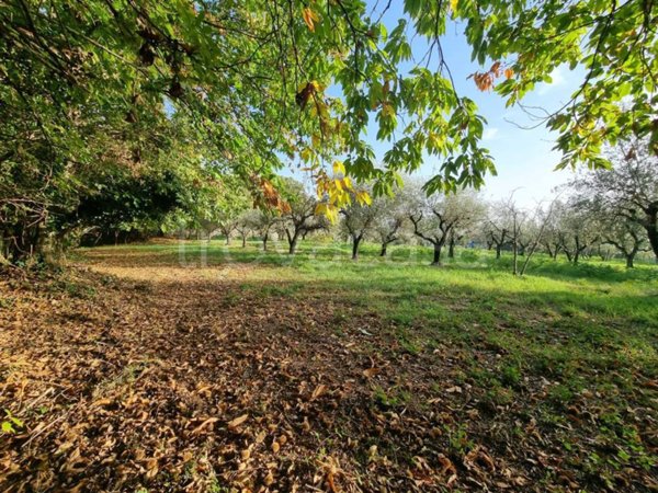 terreno agricolo in vendita a Palestrina