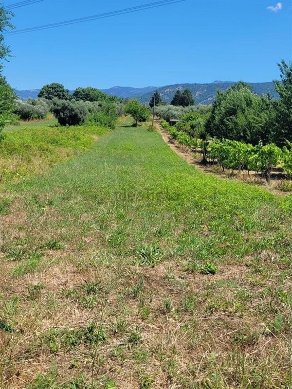 terreno agricolo in vendita a Palestrina