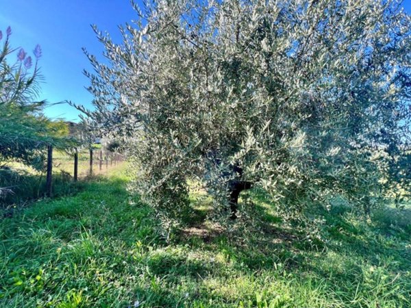 terreno agricolo in vendita a Palestrina
