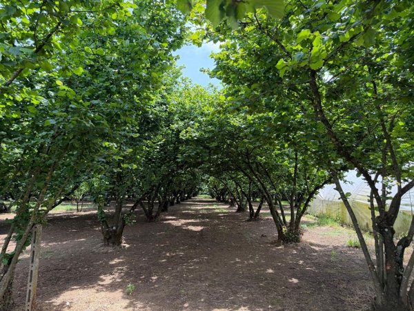 terreno agricolo in vendita a Palestrina in zona Carchitti