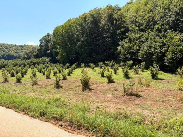terreno agricolo in vendita a Palestrina in zona Carchitti