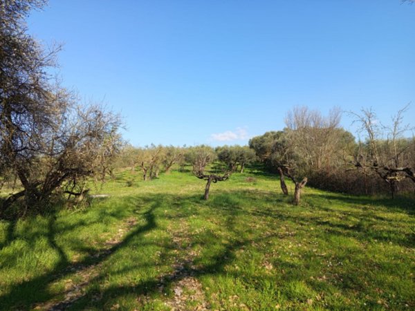 terreno agricolo in vendita a Palombara Sabina
