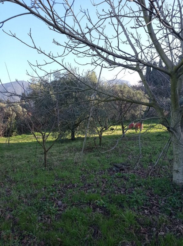 terreno agricolo in vendita a Palombara Sabina