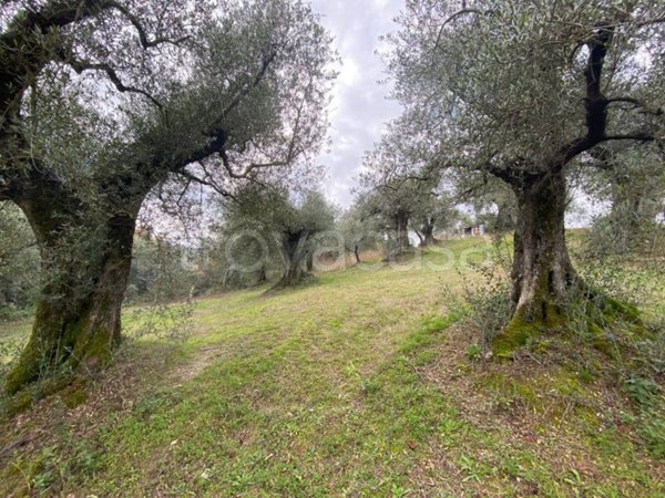 terreno agricolo in vendita a Palombara Sabina