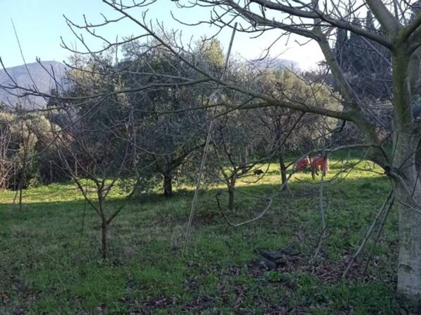 terreno agricolo in vendita a Palombara Sabina