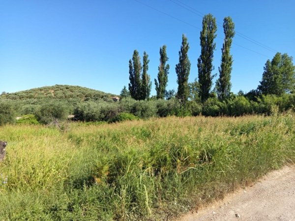 terreno agricolo in vendita a Palombara Sabina
