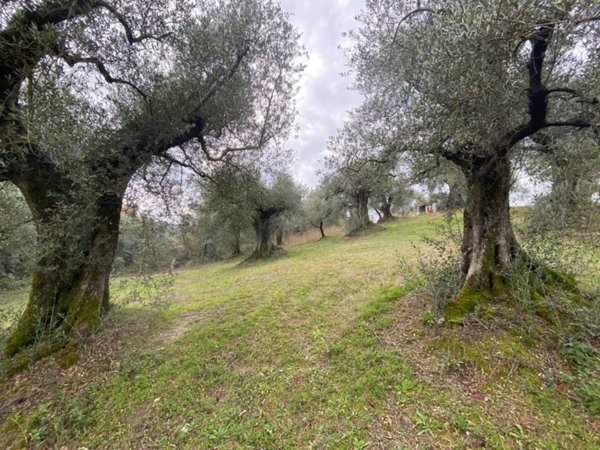 terreno agricolo in vendita a Palombara Sabina