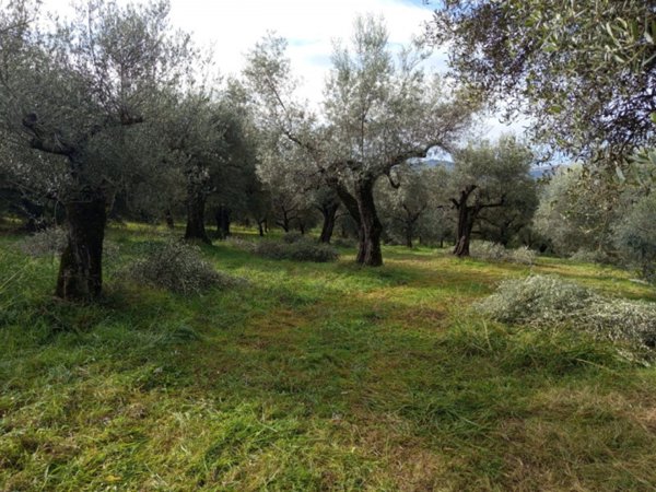 terreno agricolo in vendita a Palombara Sabina