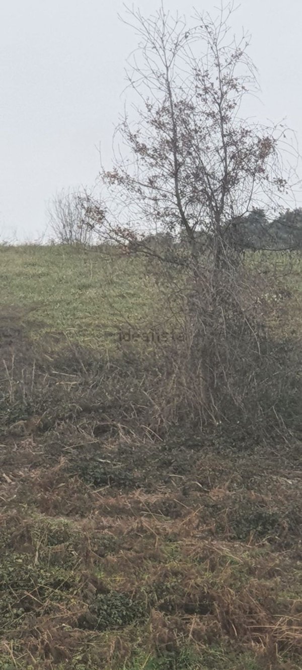terreno agricolo in vendita a Palombara Sabina