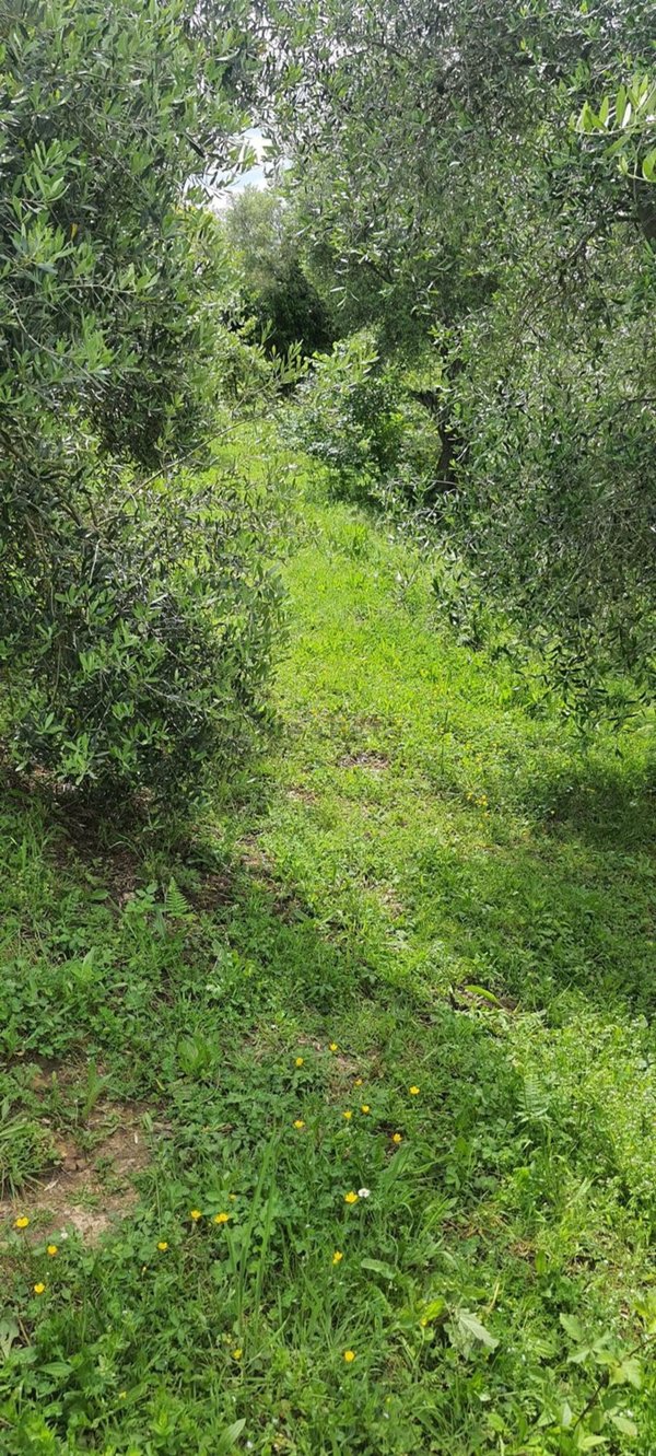 terreno agricolo in vendita a Palombara Sabina