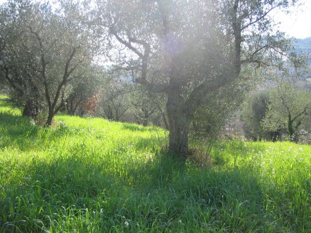 terreno agricolo in vendita a Palombara Sabina