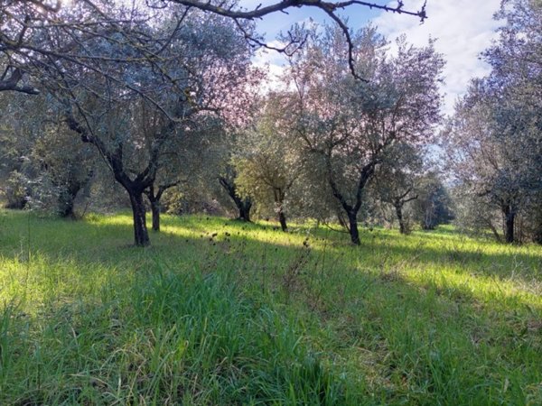 terreno agricolo in vendita a Palombara Sabina