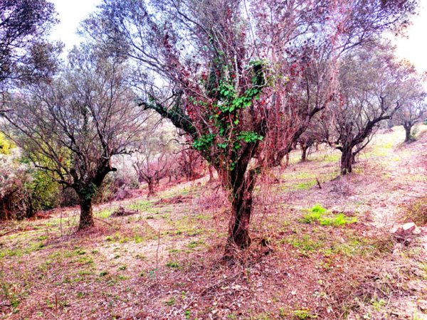 terreno agricolo in vendita a Palombara Sabina