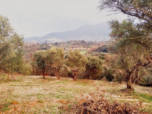 terreno agricolo in vendita a Palombara Sabina