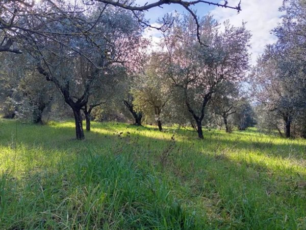 terreno agricolo in vendita a Palombara Sabina