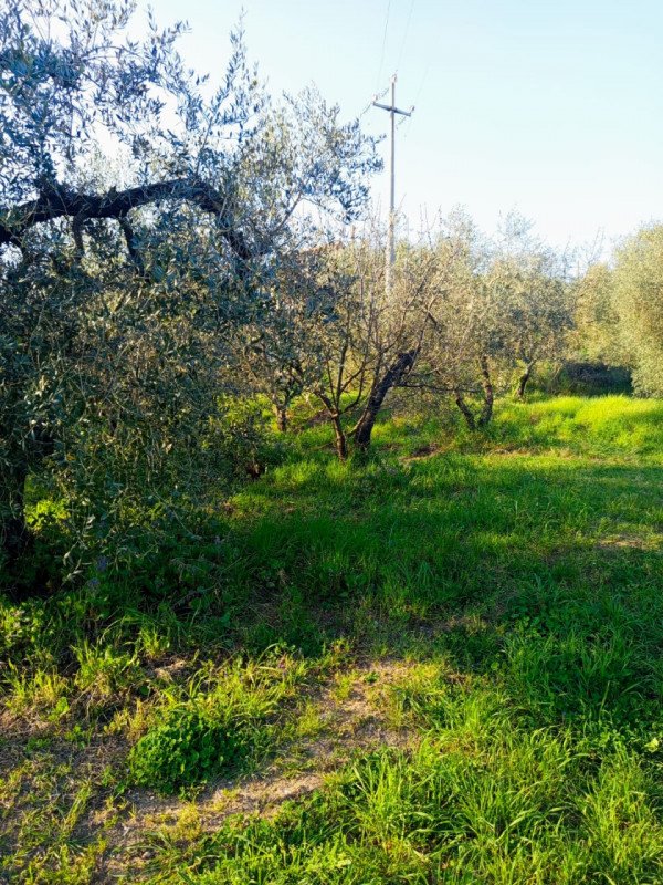 terreno agricolo in vendita a Palombara Sabina