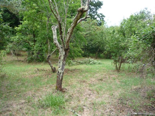 terreno agricolo in vendita a Palombara Sabina