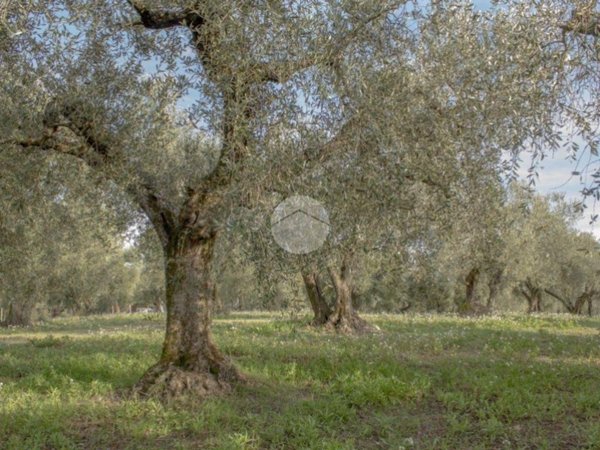 terreno edificabile in vendita a Palombara Sabina