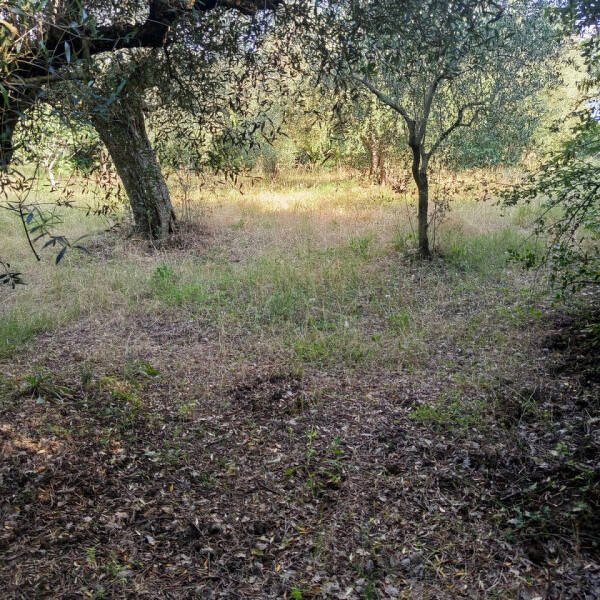 terreno agricolo in vendita a Palombara Sabina