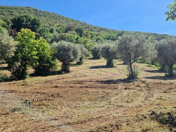 terreno agricolo in vendita a Palombara Sabina