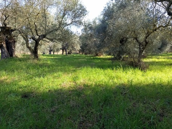 terreno in vendita a Palombara Sabina