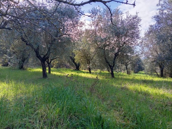 terreno in vendita a Palombara Sabina